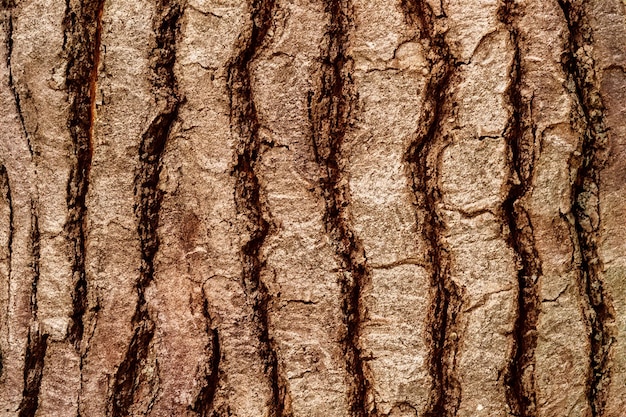 Foto natures canvas closeup relief texture di corteccia di albero marrone