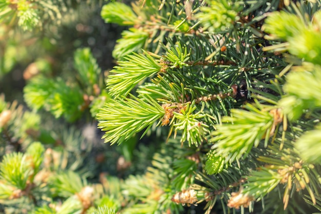 Foto germoglio aperto dell'albero verde attillato con il fondo fresco della natura degli aghi