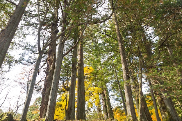 Foto alberi di pino in autunno cambia colore.