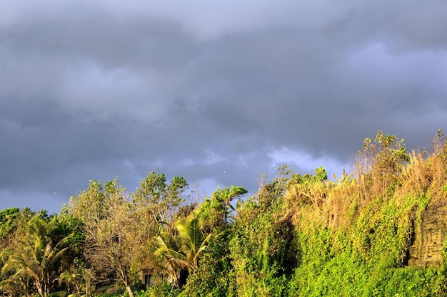 Foto piante che crescono sulla terra contro il cielo