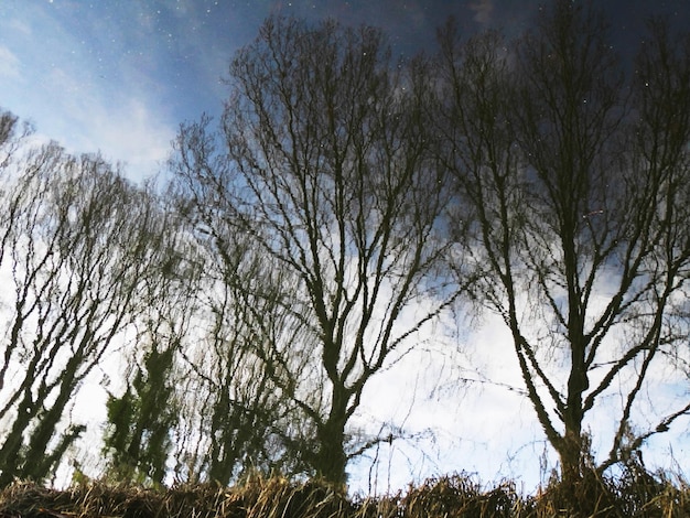 Foto il riflesso degli alberi nudi e del cielo nello stagno