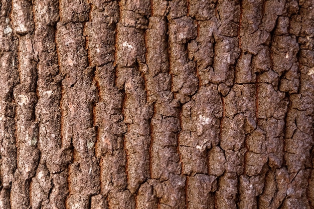 Foto texture in rilievo della corteccia marrone di un albero da vicino