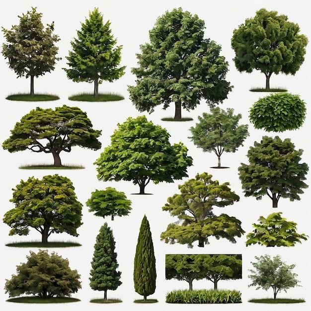 Foto set di alberi isolati come elementi di layout a base di erbe per esempio e dcor