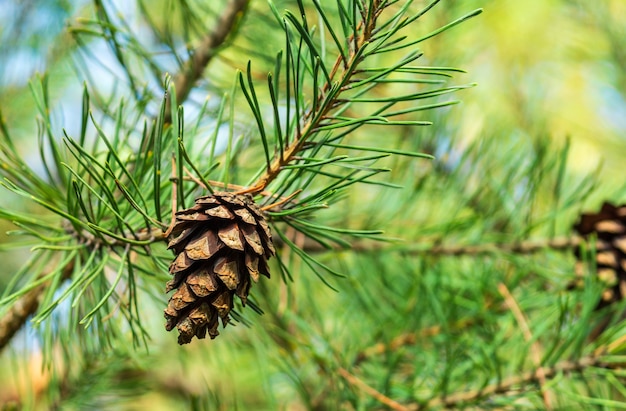 Foto unico lodgepole marrone chiuso pinecone sul ramo di pino con aghi verdi nella foresta di montagne