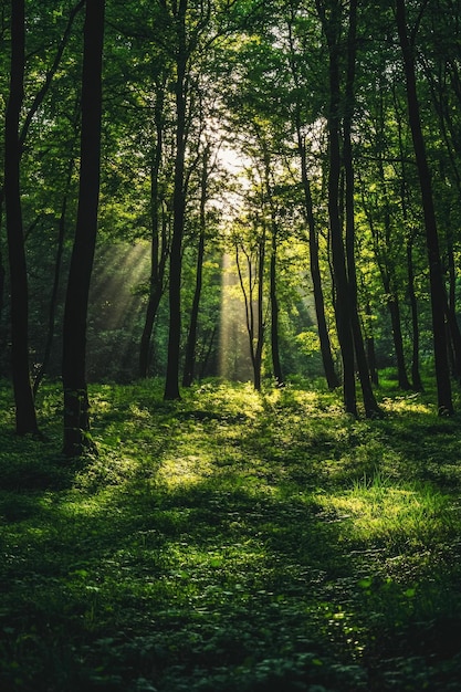 Foto la luce solare filtra attraverso gli alberi della foresta