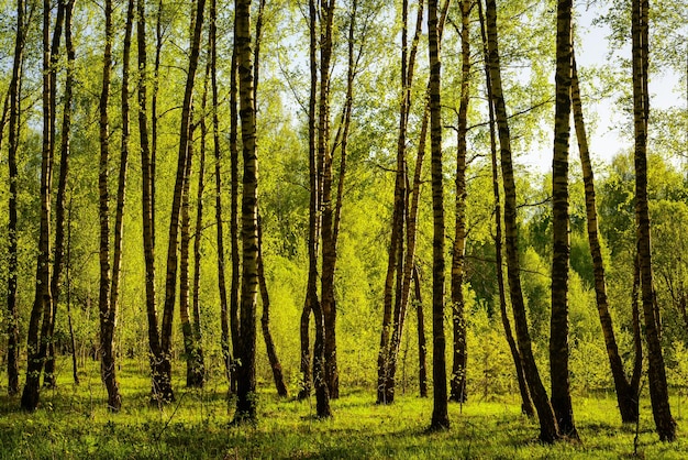 Foto il tramonto o l'alba in una foresta di betulle primaverile con giovani fogliame luminosi che brillano nei raggi del sole e nelle ombre