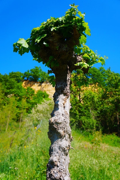 Foto toscana albero