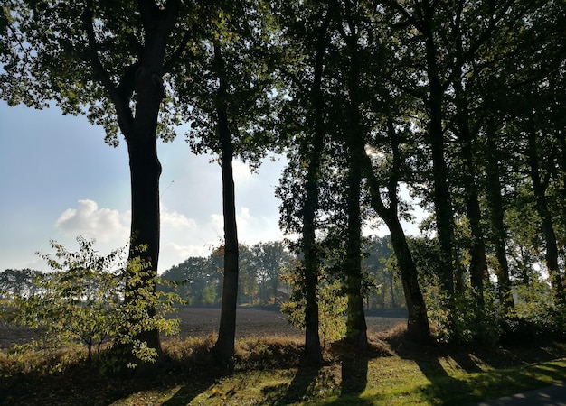 Foto gli alberi contro il cielo