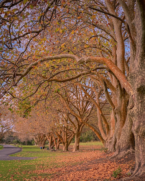 Foto alberi in autunno