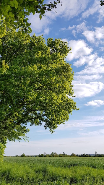 Foto alberi sul campo contro il cielo