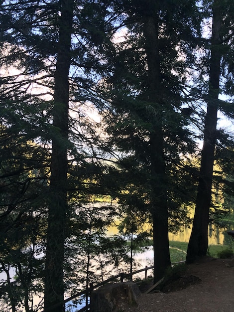 Foto alberi nella foresta contro il cielo