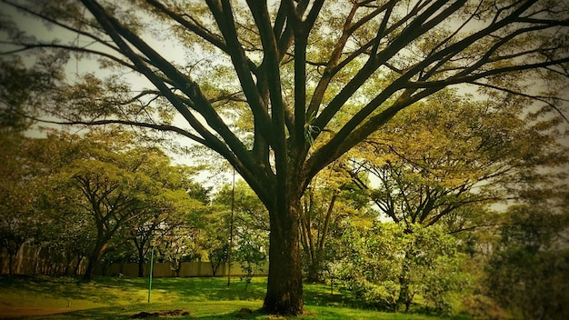 Foto alberi che crescono nel paesaggio