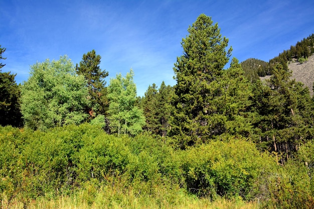 Foto alberi sul paesaggio contro il cielo