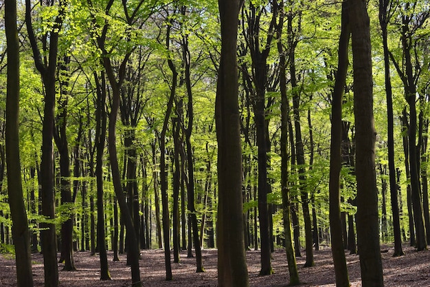 Foto vista degli alberi nella foresta