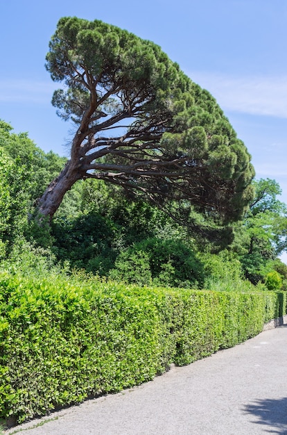 Foto parco vorontsov pino italiano pinia