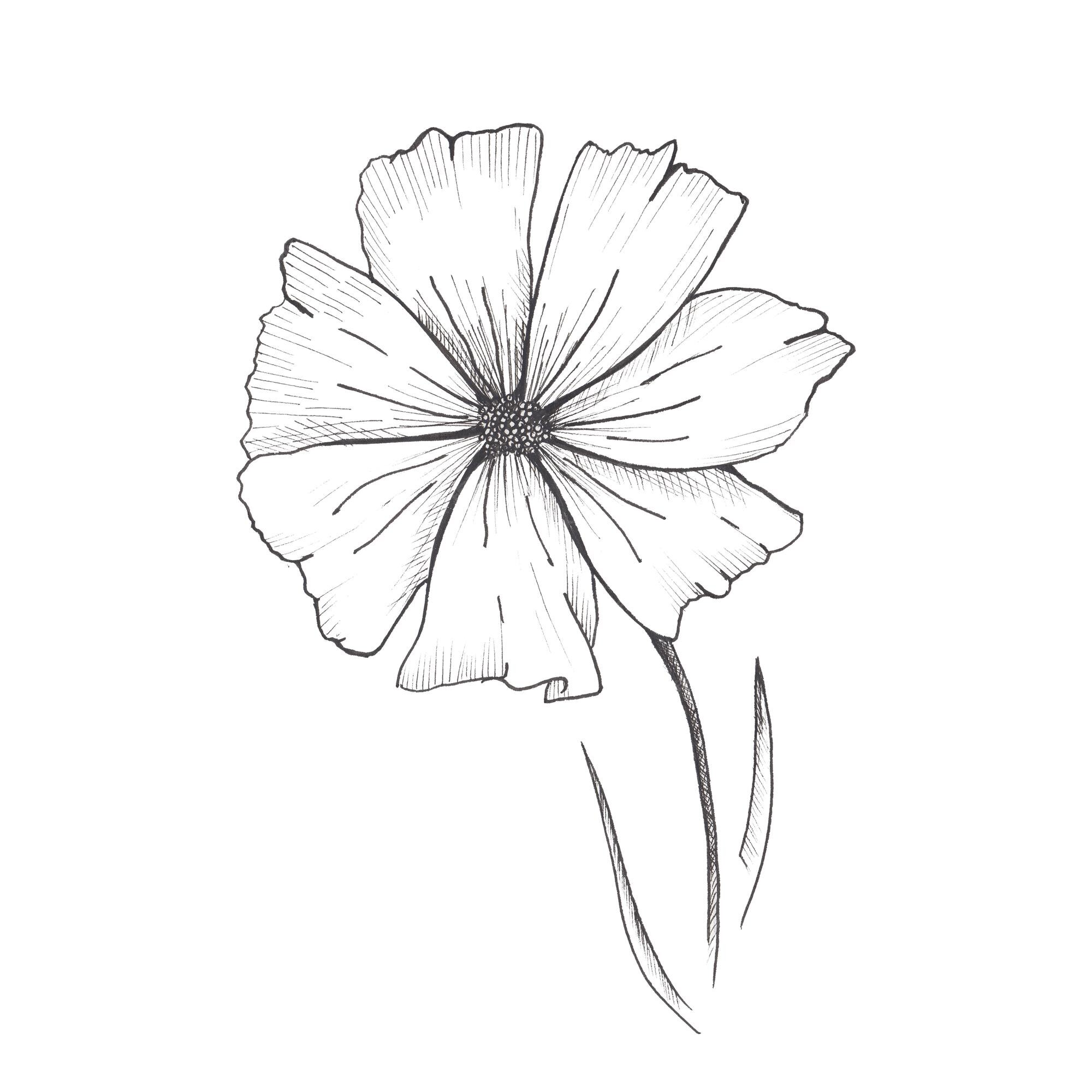 Premium Vector | Flower sketch. hand-drawn single black flower isolated on  white background.