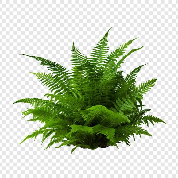 PSD gratuito boston fern nephrolepis exultate png isolato su sfondo trasparente