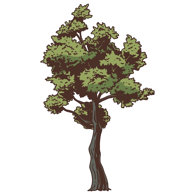 PSD gratuito illustrazione dell'albero disegnata a mano isolata