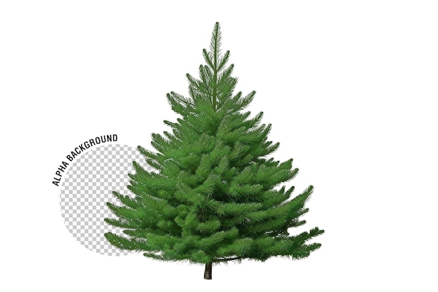 PSD gratuito immagine di albero di abete realistico isolato su uno sfondo trasparente