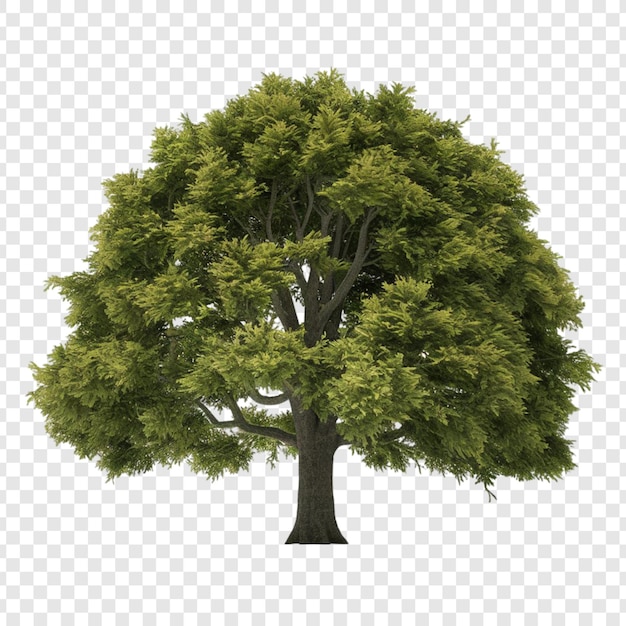 PSD albero png isolato su sfondo trasparente