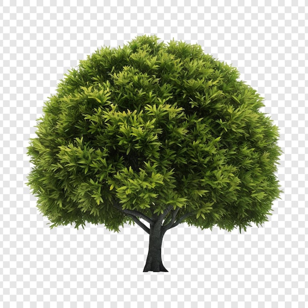 PSD albero png isolato su sfondo trasparente