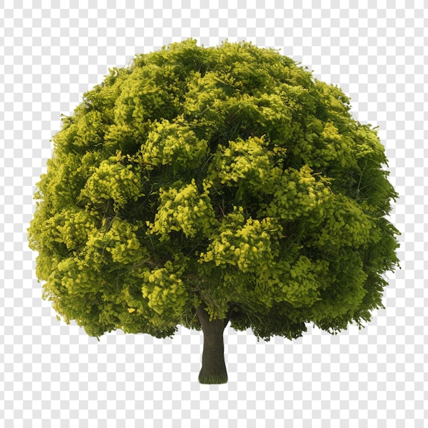 PSD albero png isolato su sfondo trasparente