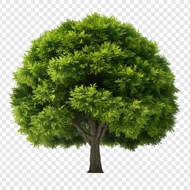 PSD albero png isolato su sfondo trasparente