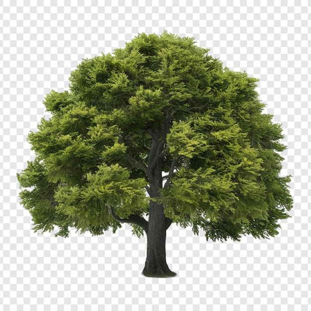 PSD albero png isolato su sfondo trasparente