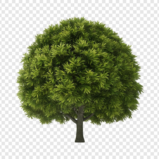 PSD albero png isolato su sfondo trasparente