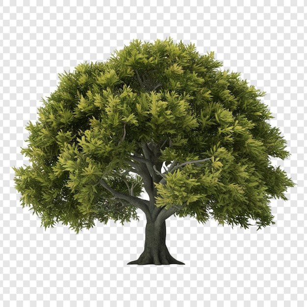 PSD albero png isolato su sfondo trasparente