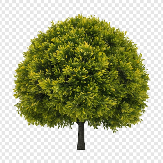 PSD un albero con un albero verde su uno sfondo trasparente