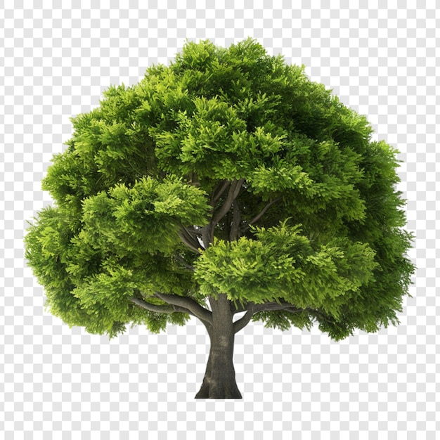 PSD un albero con una foglia verde su di esso