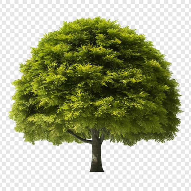 PSD un albero con uno sfondo verde e uno sfondo bianco