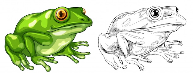 Vecteur gratuit dessin et photo couleur de grenouille