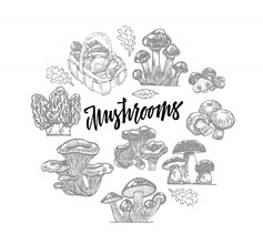 illustration de champignons