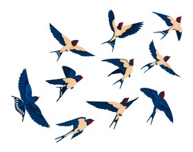 illustration des oiseaux