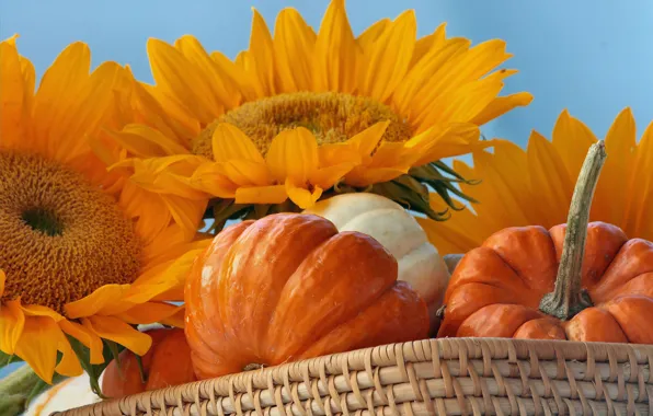 Autumn, sunflower, harvest, pumpkin