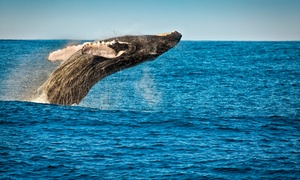 3-Hour Whale Watching Tour - up Six People!