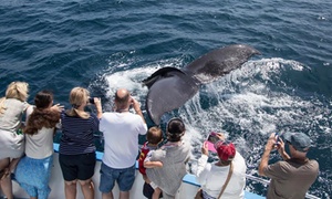 Up to 54% Off Whale Watching Cruise from Davey's Locker