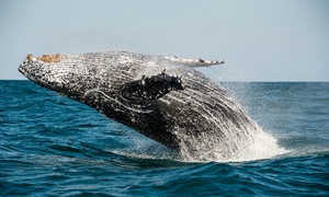 Adult or Child Ticket to San Diego Whale Watch