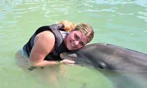 Up to 37% Off Swimming with Dolphins in the Florida Keys!