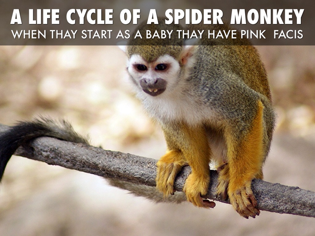 Life Cycle Of A Spider Monkey