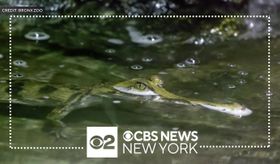 bronx-zoo-adds-family-endangered-reptiles-thumbnail