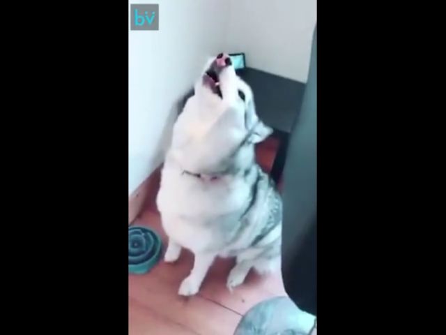 Huskies…