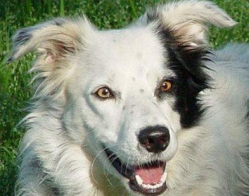 Uncanny Factoid: Border Collie Brains