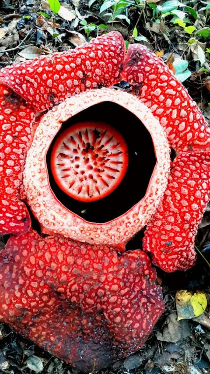 What Is The Largest Flower In 