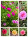 Real Live Plant 午时花Mix CUTTING of Japanese Rose/Beach Rose/ Keratan Bunga Rose Jepun. 