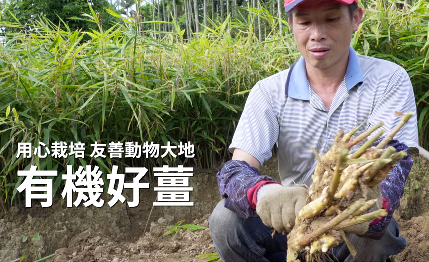 用心栽培 友善動物大地的有機好薑