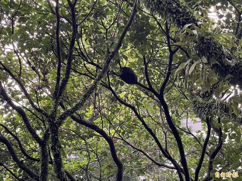 健康網》警專生被虎頭蜂襲擊 北市工務局教自保5招