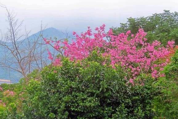 北投田心仔綠地粉色的美人樹為山景增添秋色。（圖／台北市政府工務局公園路燈工程管理處提供）